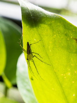 Spider shadow behind leaves Style abstract backlit