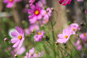 garden of colorful cosmos flower as background.