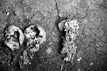 Skeletons from medieval cementary, Slovakia. Fot. Konrad Filip Komarnicki / EAST NEWS Slowacja 10.08.2015 Fragmenty szkieletow odnalezione przy Spiskiej Kapitule.