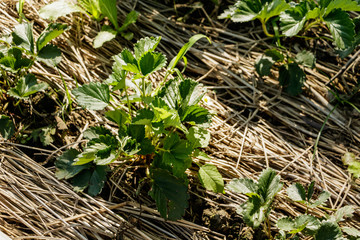 Sapling dating strawberry.
