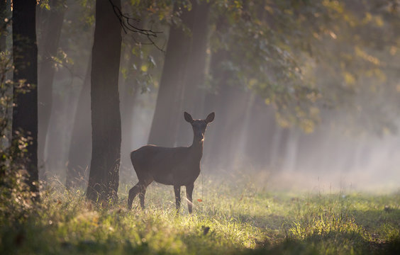 Fototapeta Hind in forest