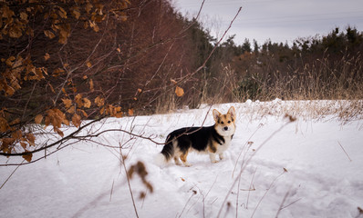 Welsh Corgi on a walk in the winter forest