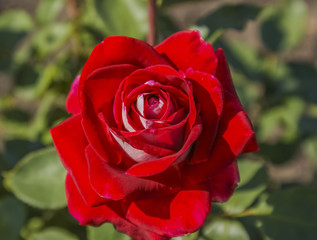 bright red rose Bush red rose, Bud red rose petal red rose