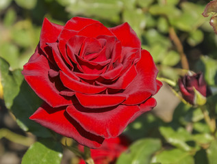 bright red rose Bush red rose, Bud red rose petal red rose