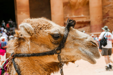 Kamel vor der Schatzkammer in der verlassenen Felsenstadt Petra, Jordanien
