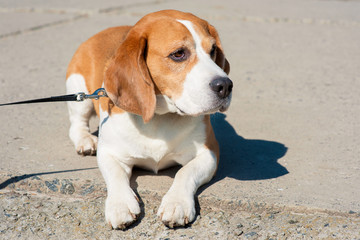 spring photo of beagle dog
