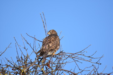 Mäusebussard auf Baum ( Buteo buteo )