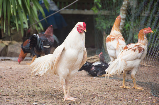 Soft focused picture of  White chicken is standing with funny face with Those Chickens of  are standing and sitting around the farmyard