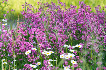 Summer meadow flowers