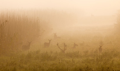 Red deer with hinds