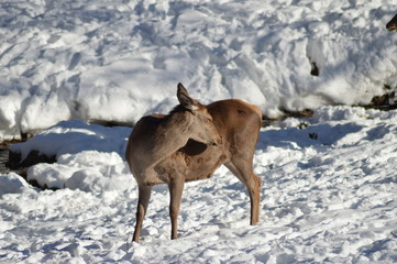 Hirschkuh im Schnee ( Cervus elaphus )