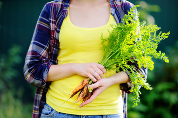 Close up photo of fresh bio organic carrots in girl's hand