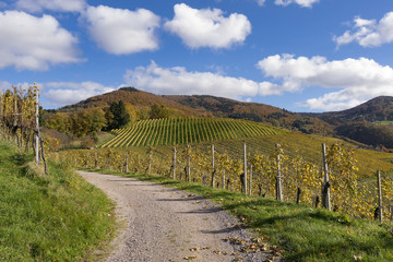 Fototapeta na wymiar Path through vineyard landscape