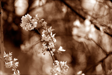 Naklejka premium branches with white flowers
