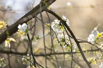 branches with white flowers
