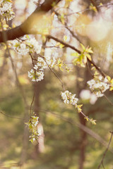 branches with white flowers