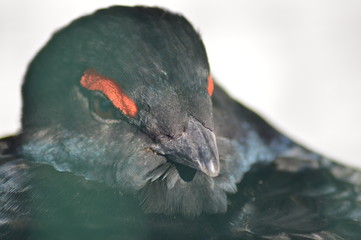 Birkhahn / Black grouse ( Lyrurus tetrix )