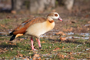Gans (ente) 