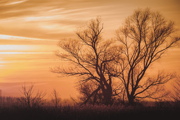Fototapeta na wymiar Leafless tree's brunches on dramatic sky background.