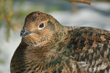 Birkhuhn  Black grouse ( Lyrurus tetrix )