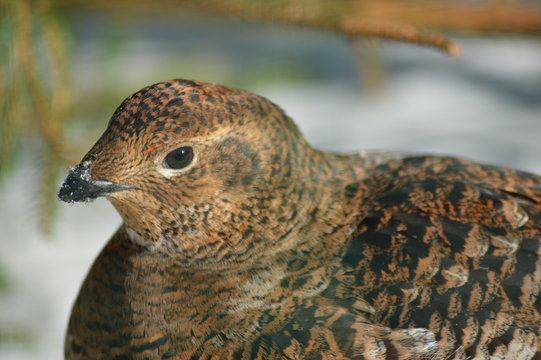 Birkhuhn  Black grouse ( Lyrurus tetrix )