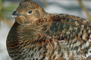 Birkhuhn / Black grouse ( Lyrurus tetrix )