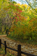 Path with a wooden fence through the forest colored in autumn colors, Belgrade, Serbia