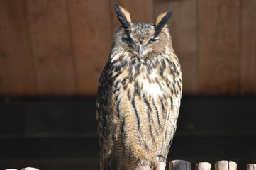 Uhu schaut / Eagle owl looks ( Bubo bubo )