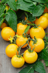 Many yellow tomatoes with leaves