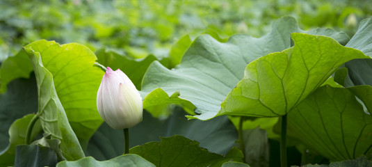 Lotus pond horizontally long
