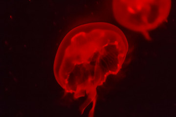 Red jellyfish glowing in the dark background. 