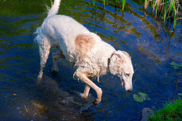 greyhound swimming in a pond in sunny day