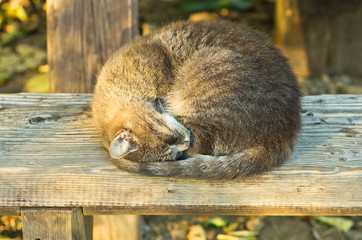 Sleepy cat on a wooden bench in a shade at summer