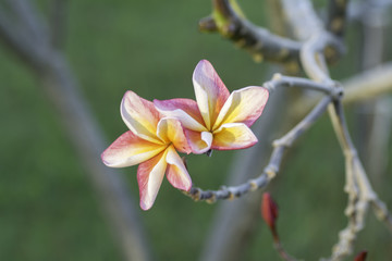 Pink Plumeria on blurred background .