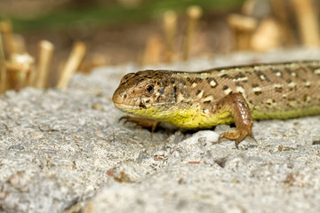 Zauneidechse