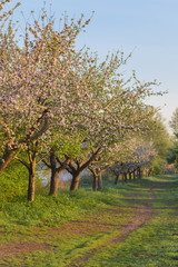 Fototapeta na wymiar Blossoming fruit trees