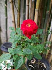 Red rose