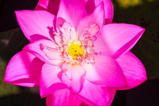 Fototapeta Beautiful pink lotus with yellow-green lotus pollen. Close up big pollen of pink lotus flower background. 