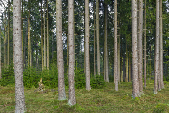 Fototapeta Spruce Forest