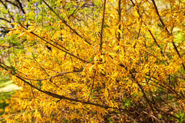yellow flowers on a branches
