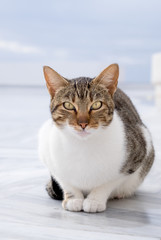 Obraz premium Attentive stripy cat outdoors on neutral background