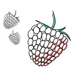 Hand drawn raspberries on white background. Hand drawn detailed botanical illustration.