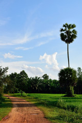 Fototapeta premium Landscape of rice field with sugar palm along the red country road in rural area of Thailand