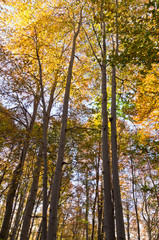 Obraz premium Colorful trees in a forest on a sunny autumn day, Serbia