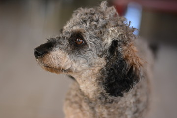 Poodle Candy head shot