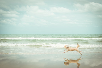 Fototapeta na wymiar Dog so cute travel at beach, Beige color