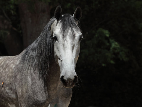 Grey dappled horse summer dark woods portrait