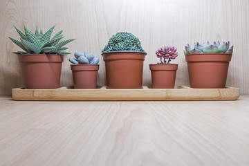 pots with beautiful fresh flowers