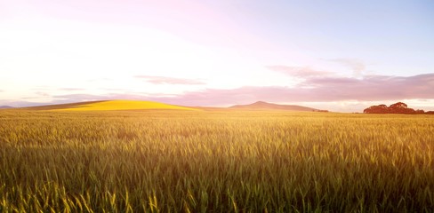 Green wheat field  © vectorfusionart
