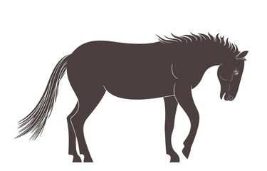 Fototapeta na wymiar Mustang. Horse